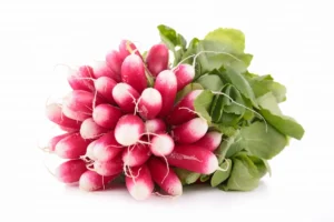 Radis Rose (Botte)